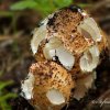 Champignons